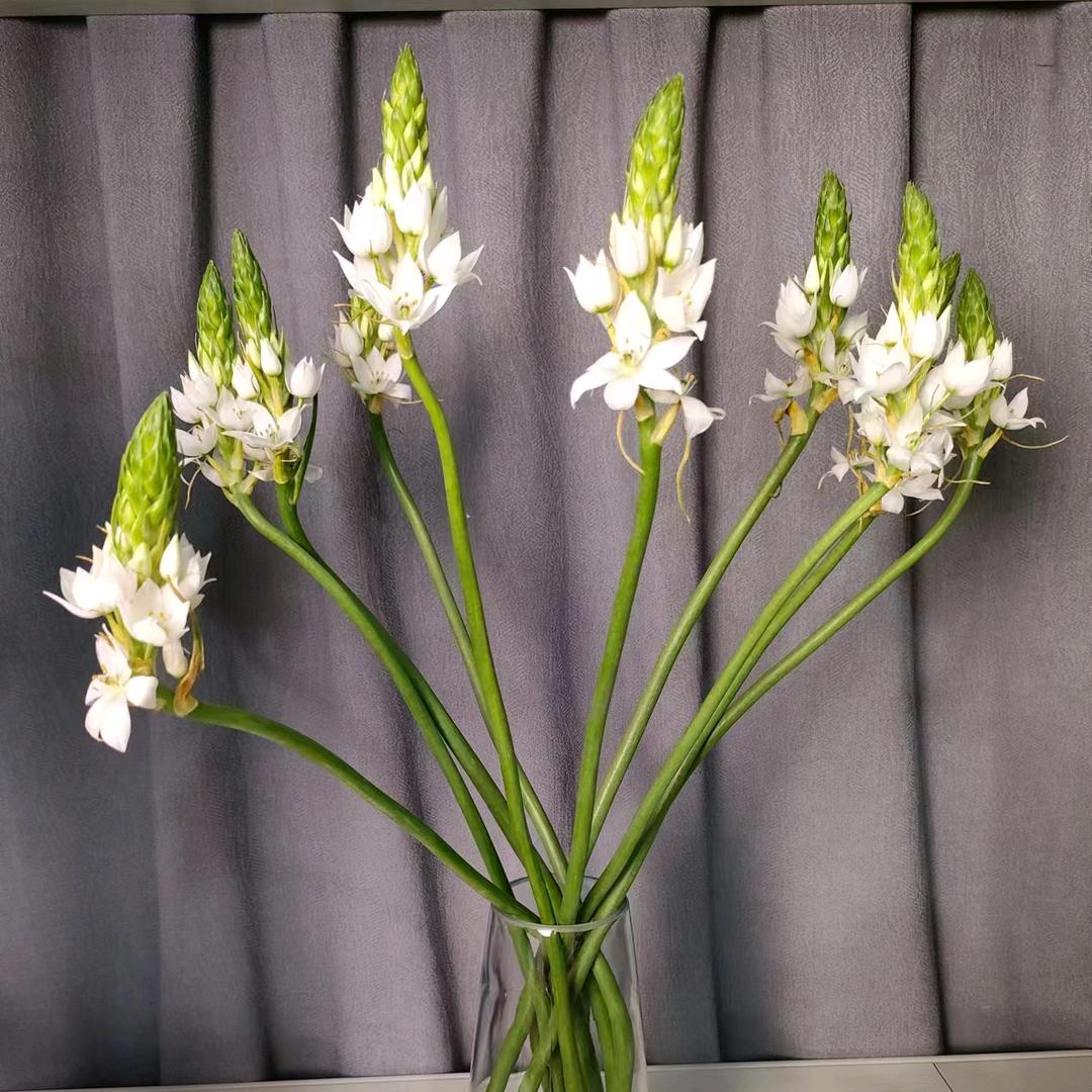 云滇花