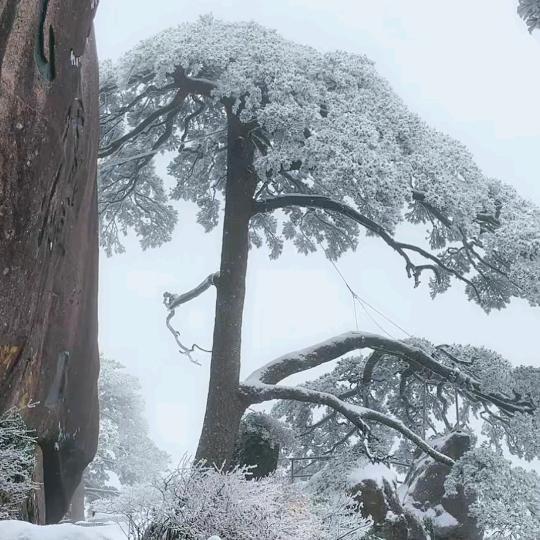 🍁 醒 目 人 生 🍁