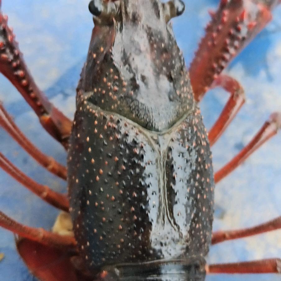 南县南洲鲜活配送店湘鄂边大市场402号