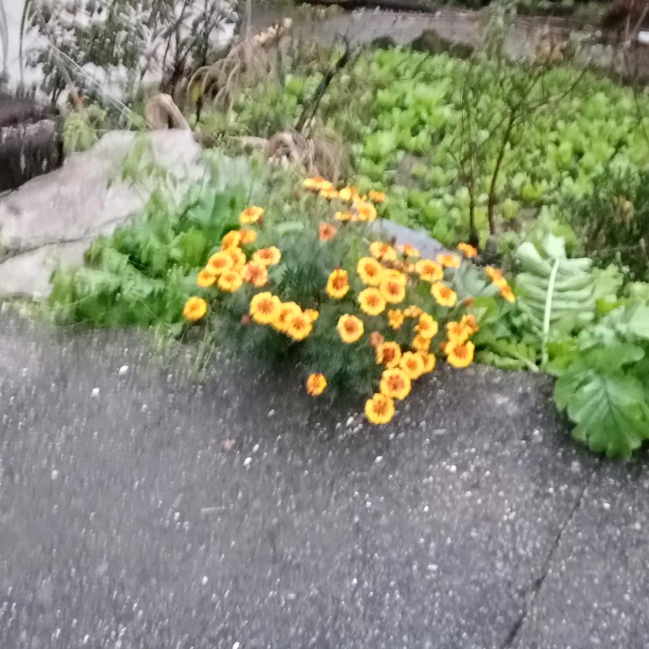 我的云哥