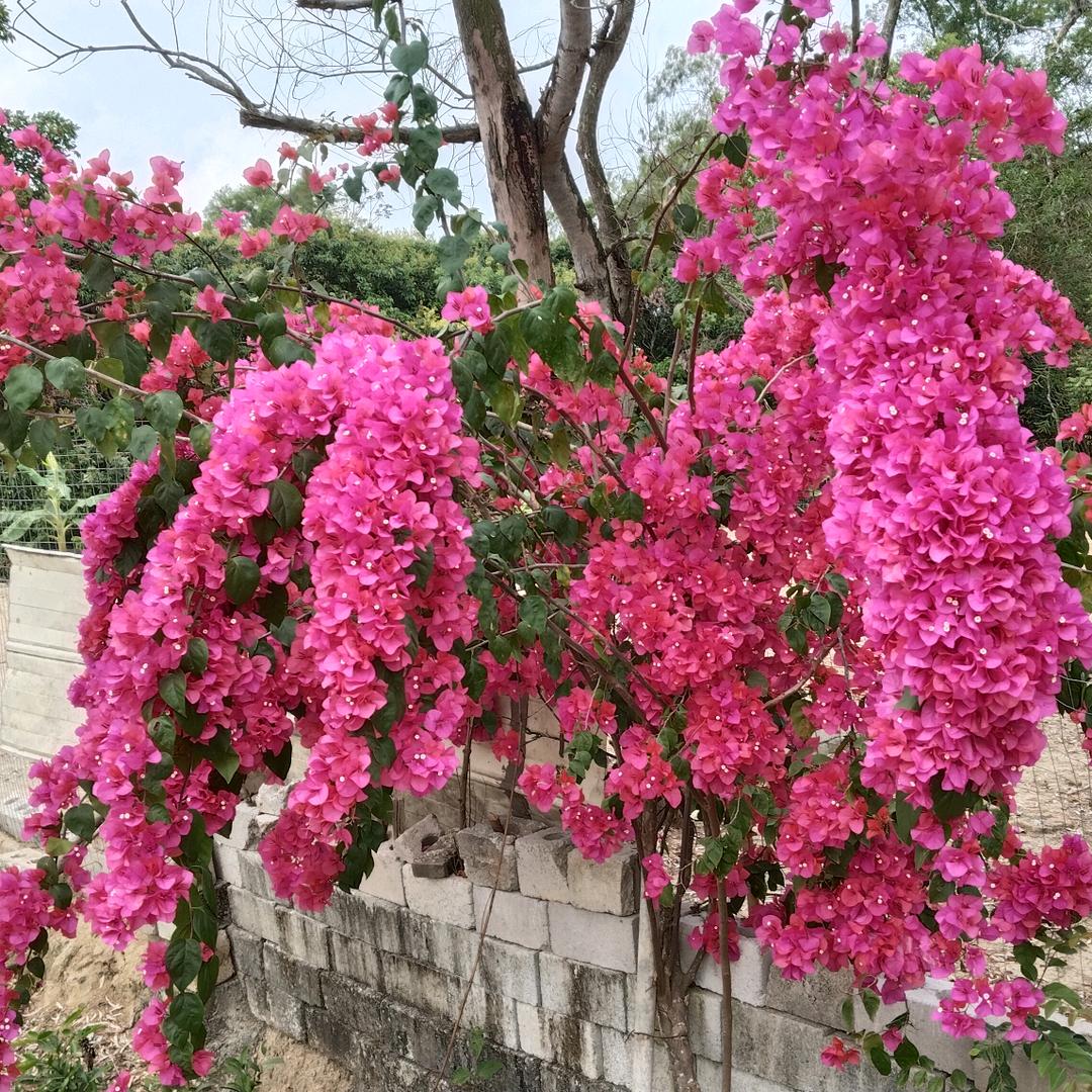 为何情深缘浅