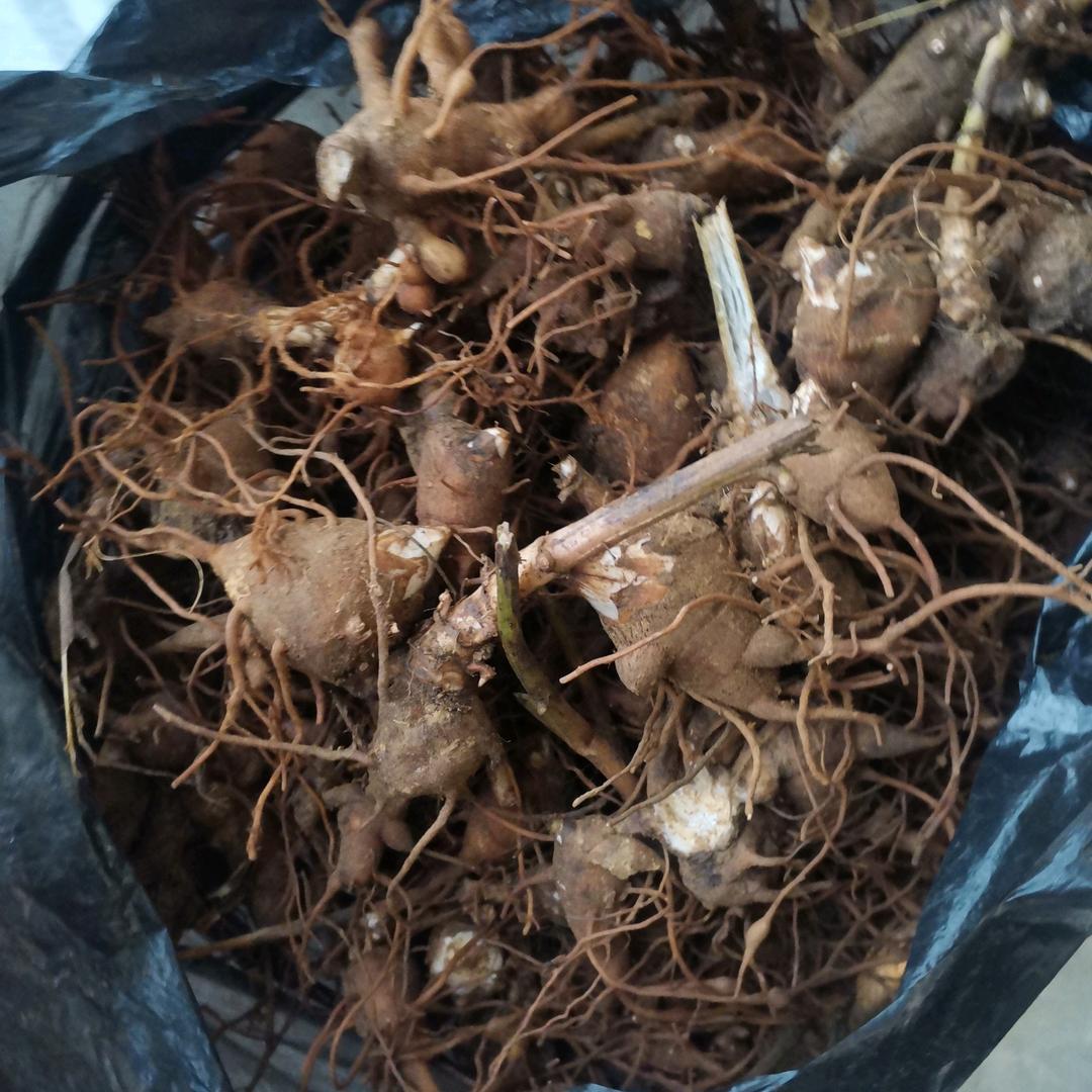 (山货小哥）~烧包谷