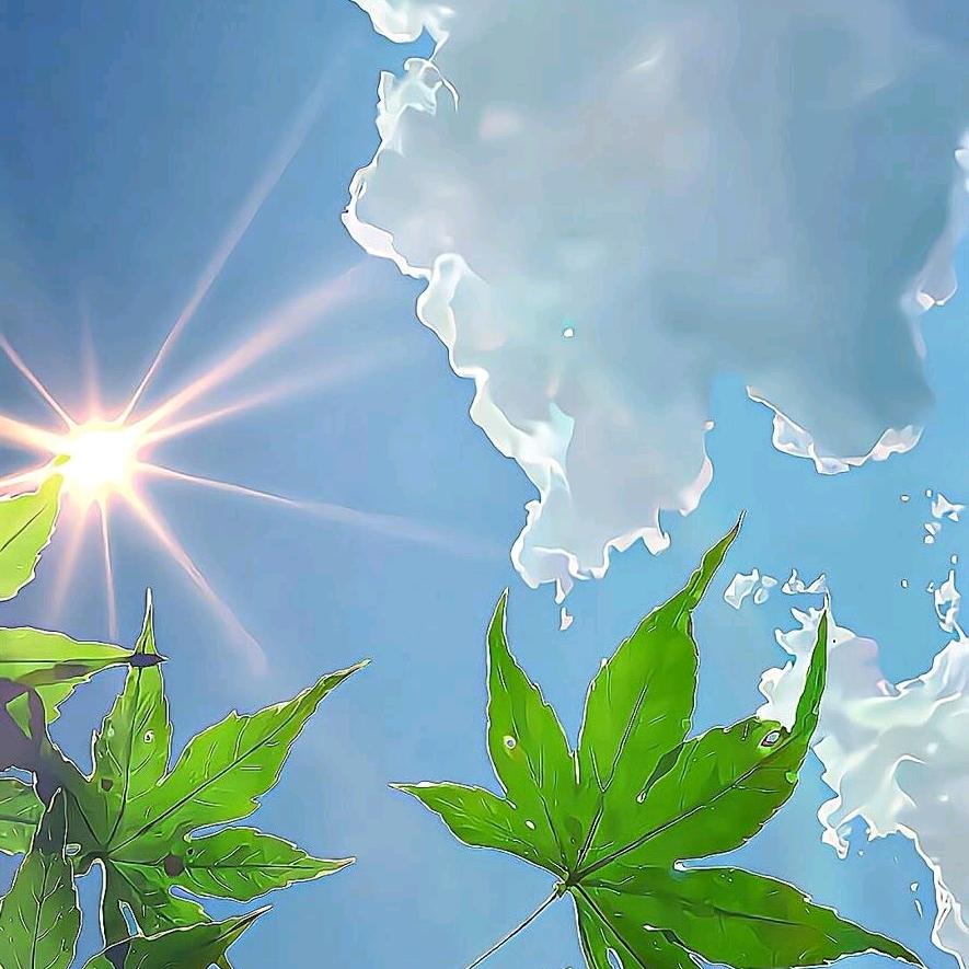 枫~~叶