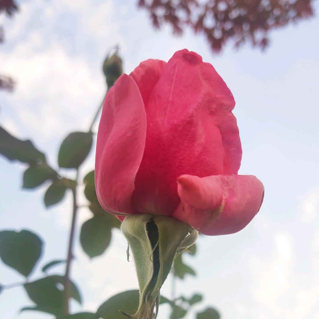 月月菊