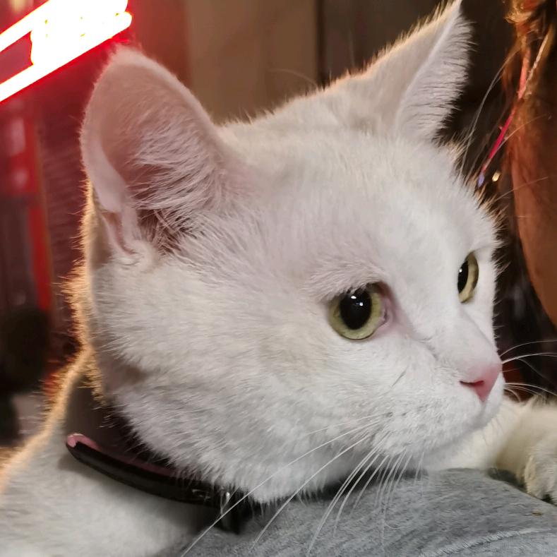 家有肥喵叫老六