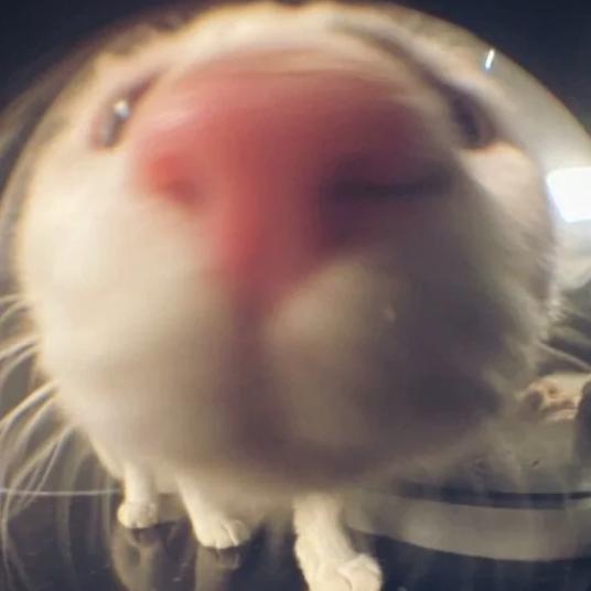 我真想吃