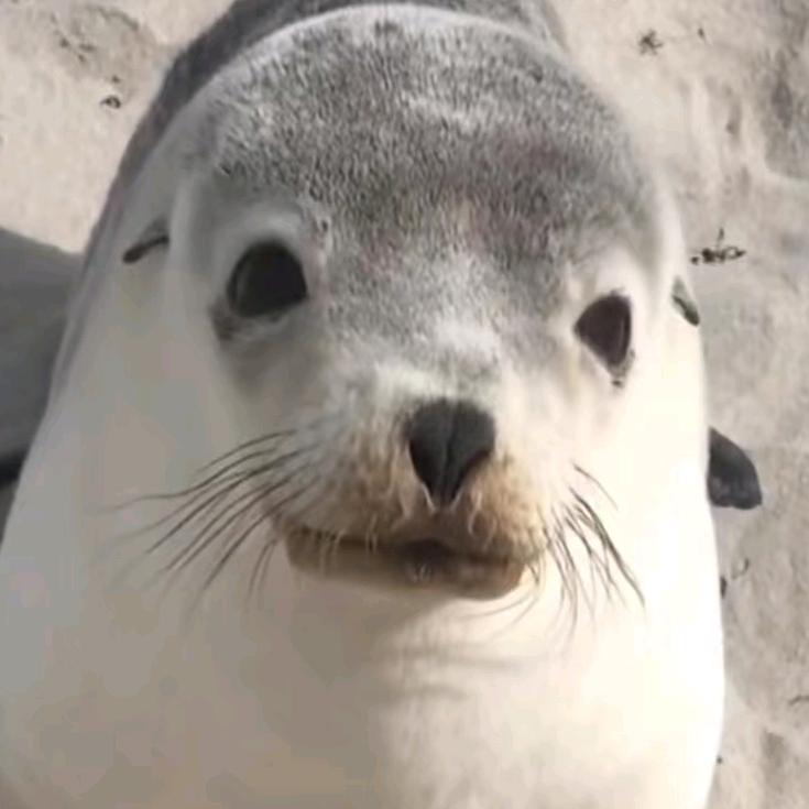 海豹汤圆