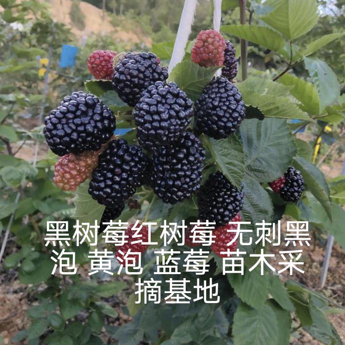 盛锋树莓苗木基地