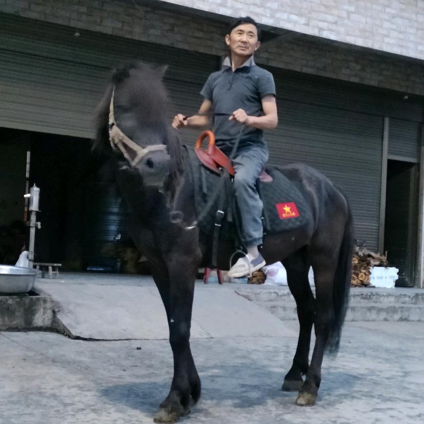 驼马驯练师