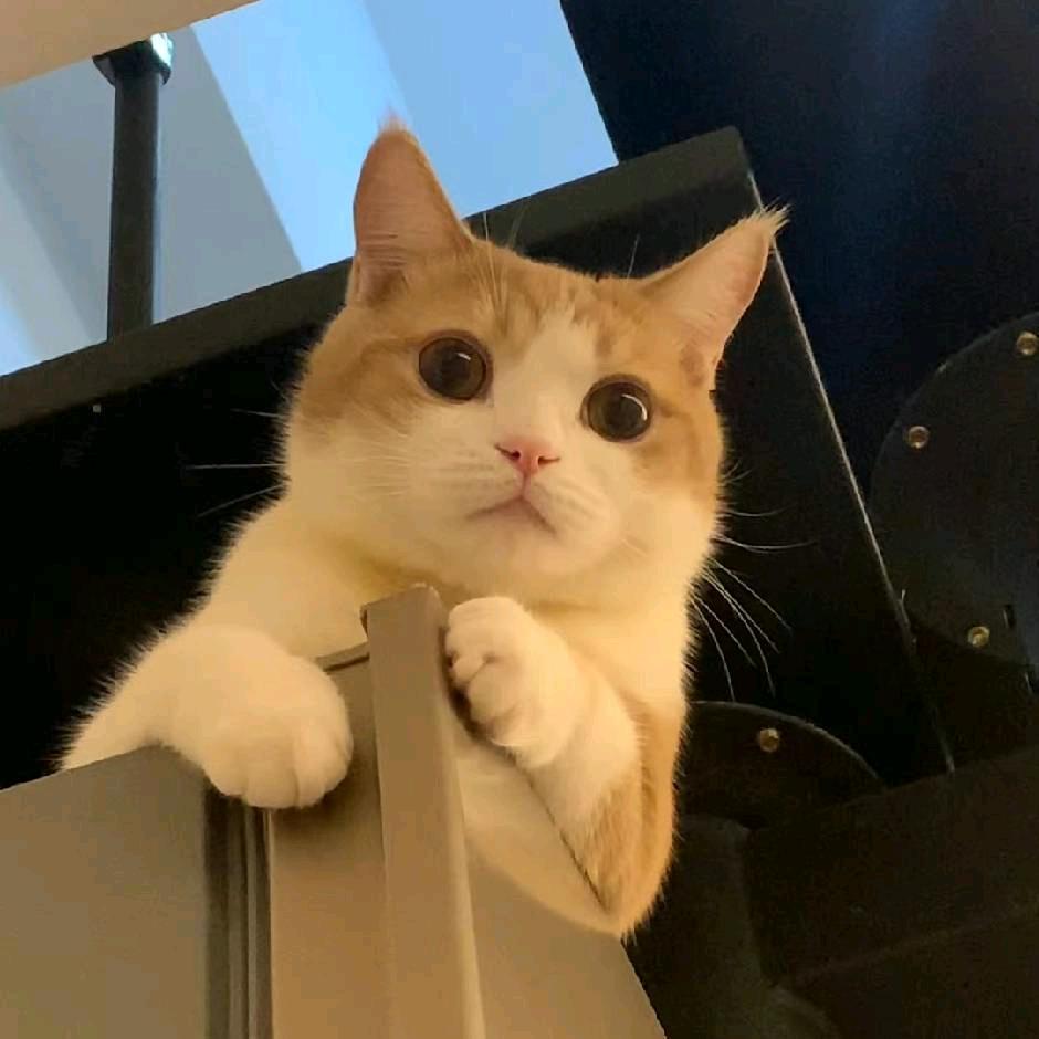 猫咪叫橘子