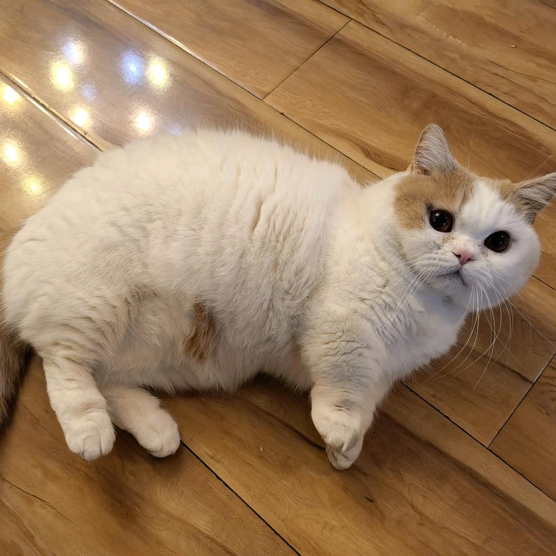 瑞雪头像
