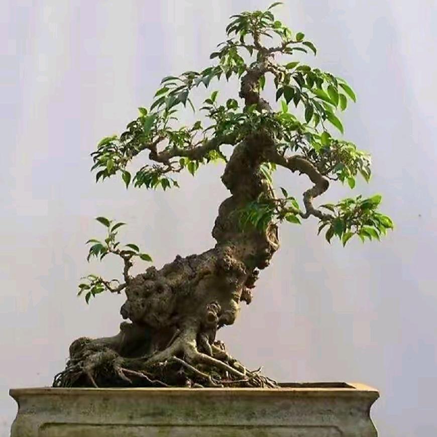 静怡花卉