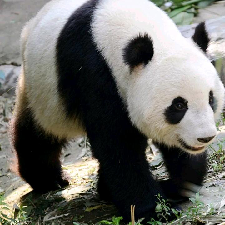川K好男人