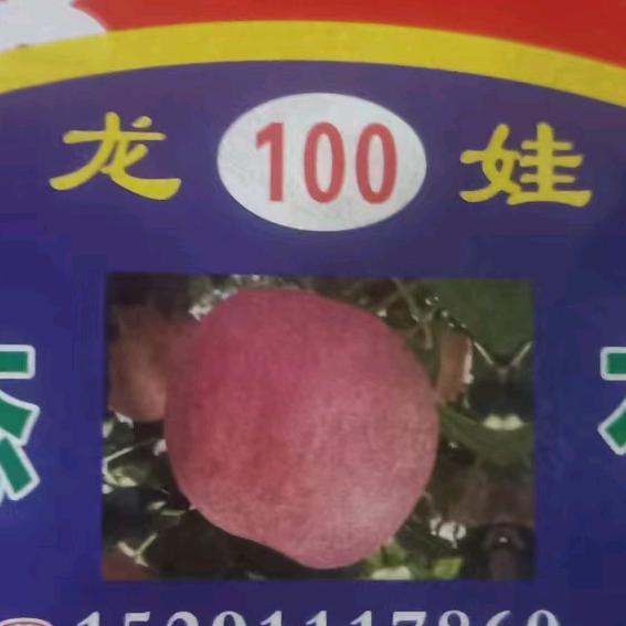 龙龙果业