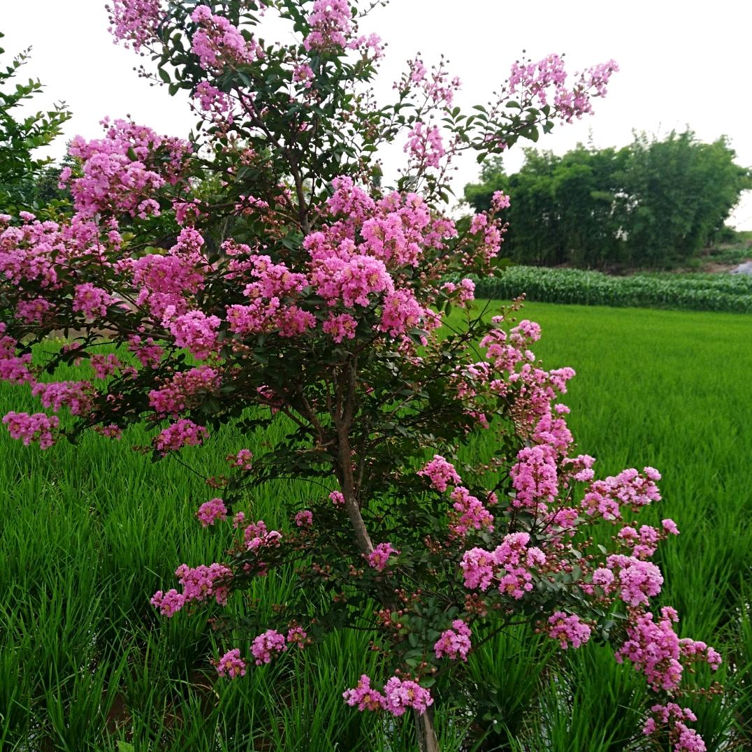 我是一个无人知道的小草