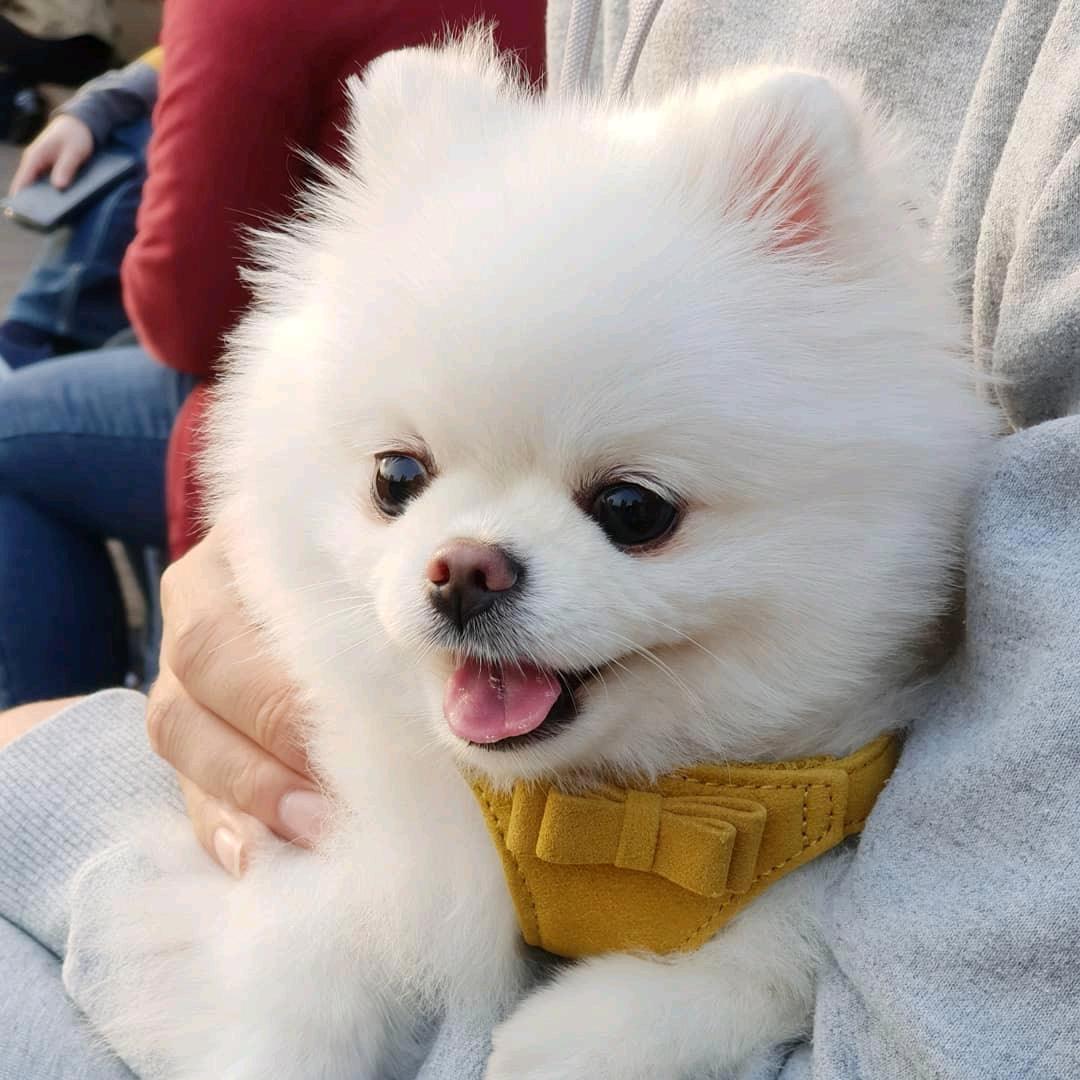 萌宠杂货铺