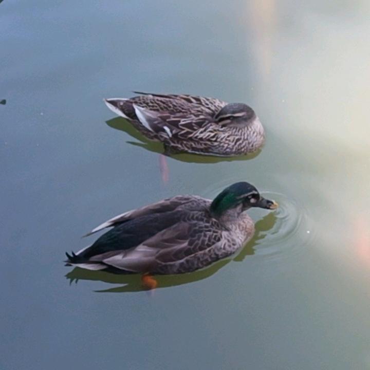 🌻二师兄(相随)