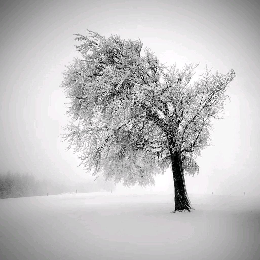 雪的凝望