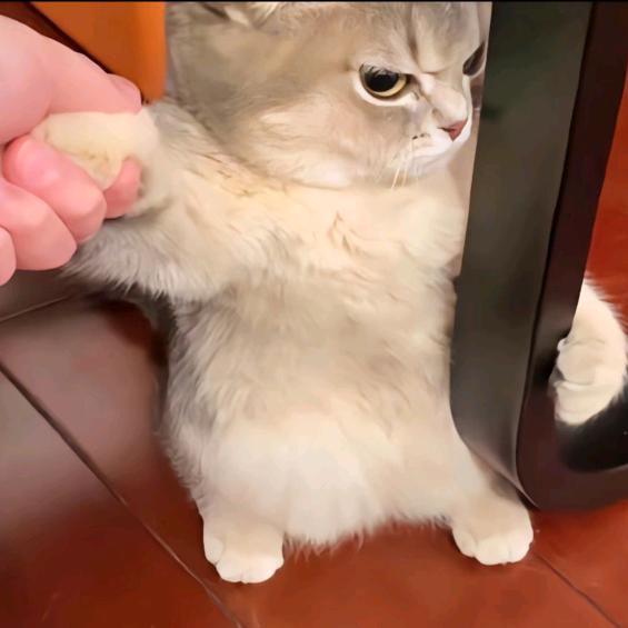 兔兔年糕