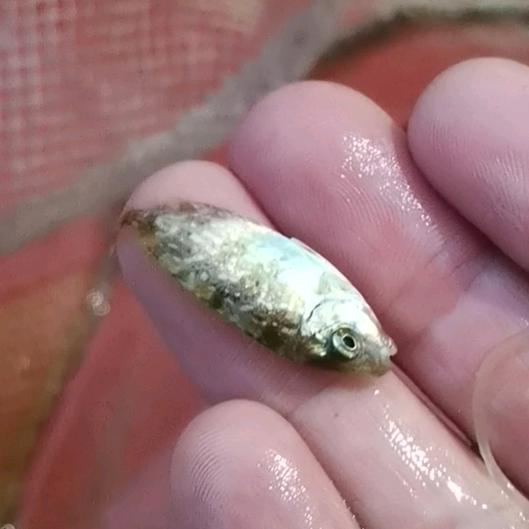 蓝子鱼苗小俊