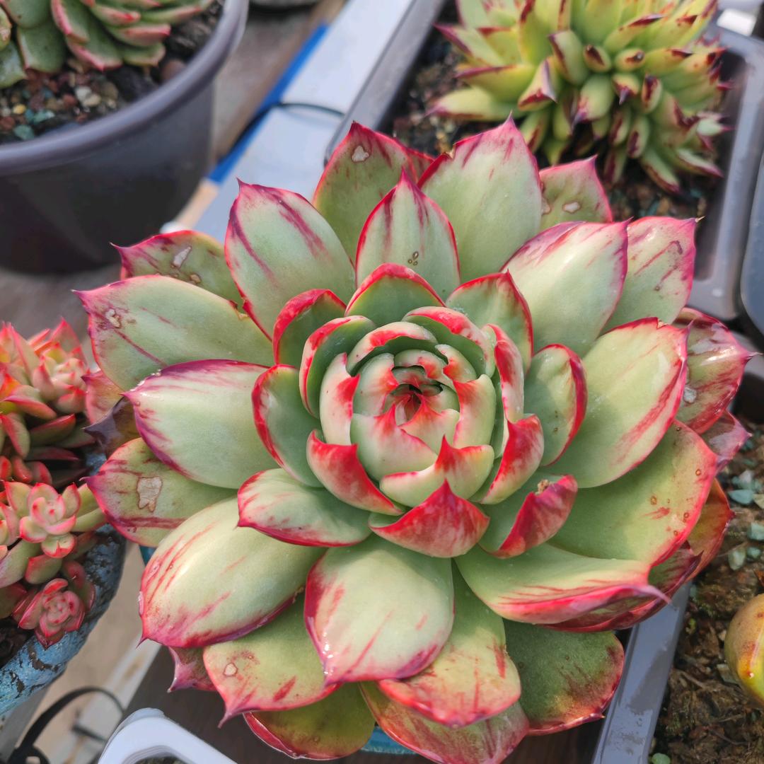 麦芽爸爸