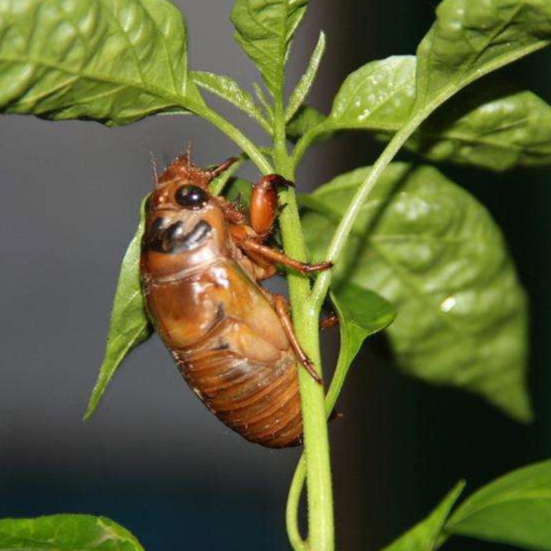 锦优金蝉农产品商行