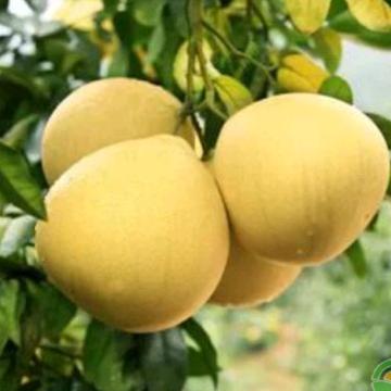 小虾米
