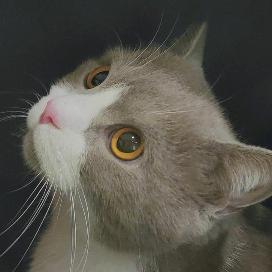 靳宝是只喵😸