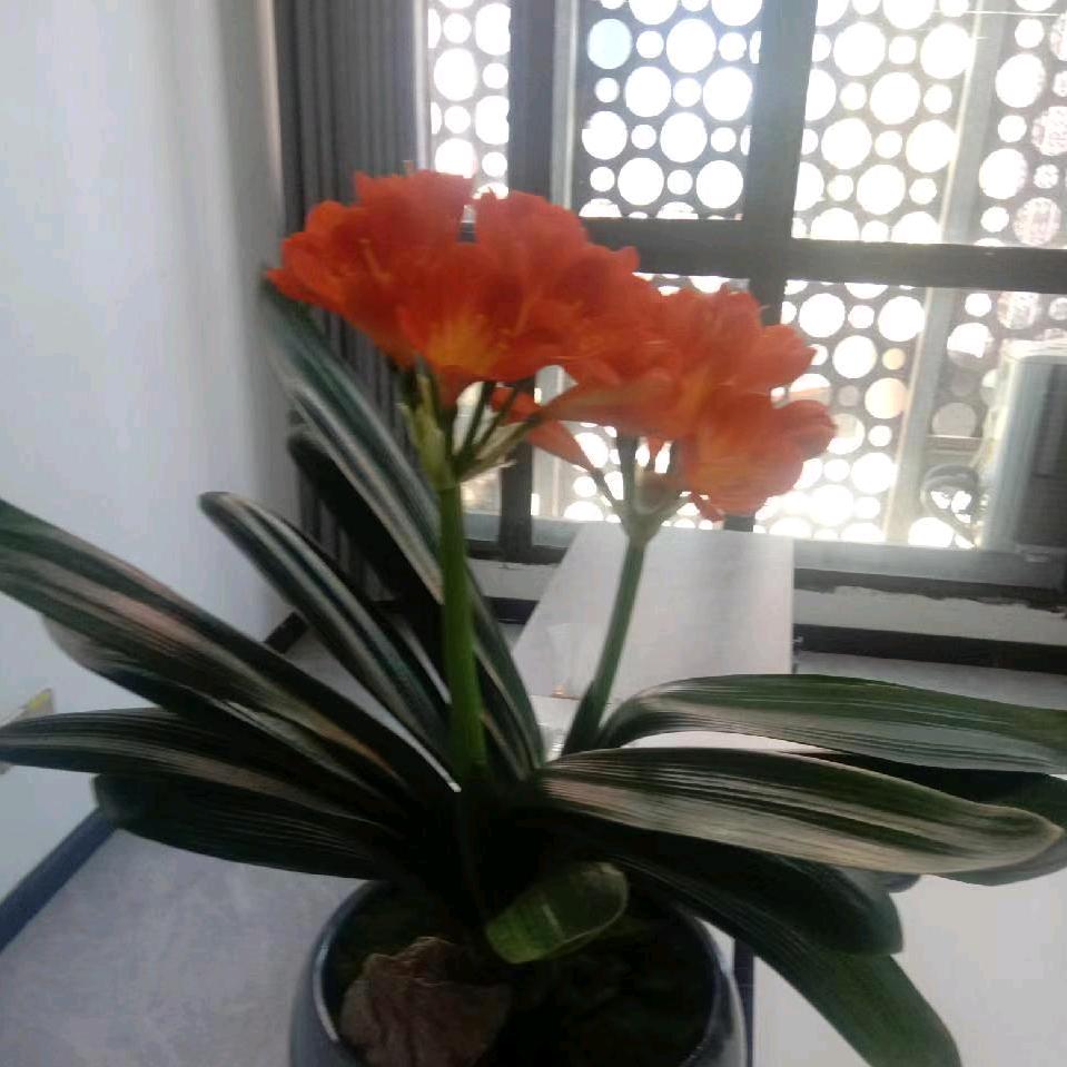 春暖花开