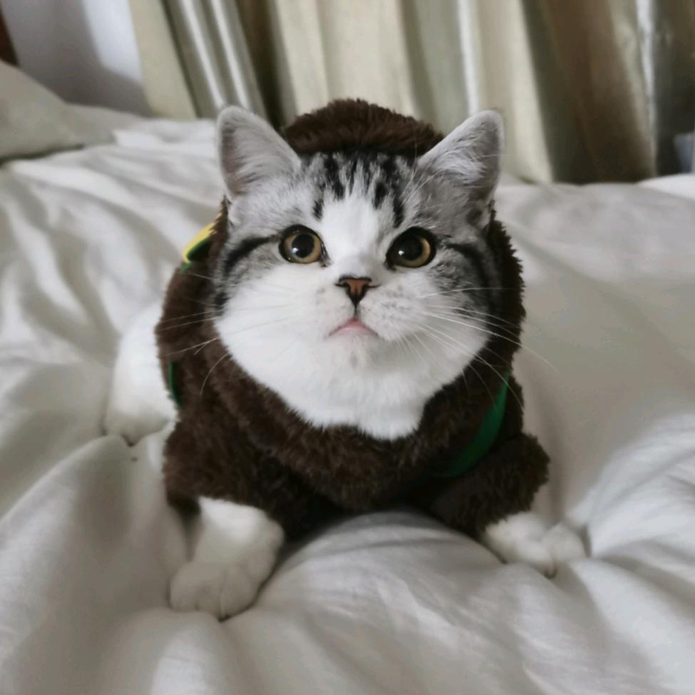 丁小猫