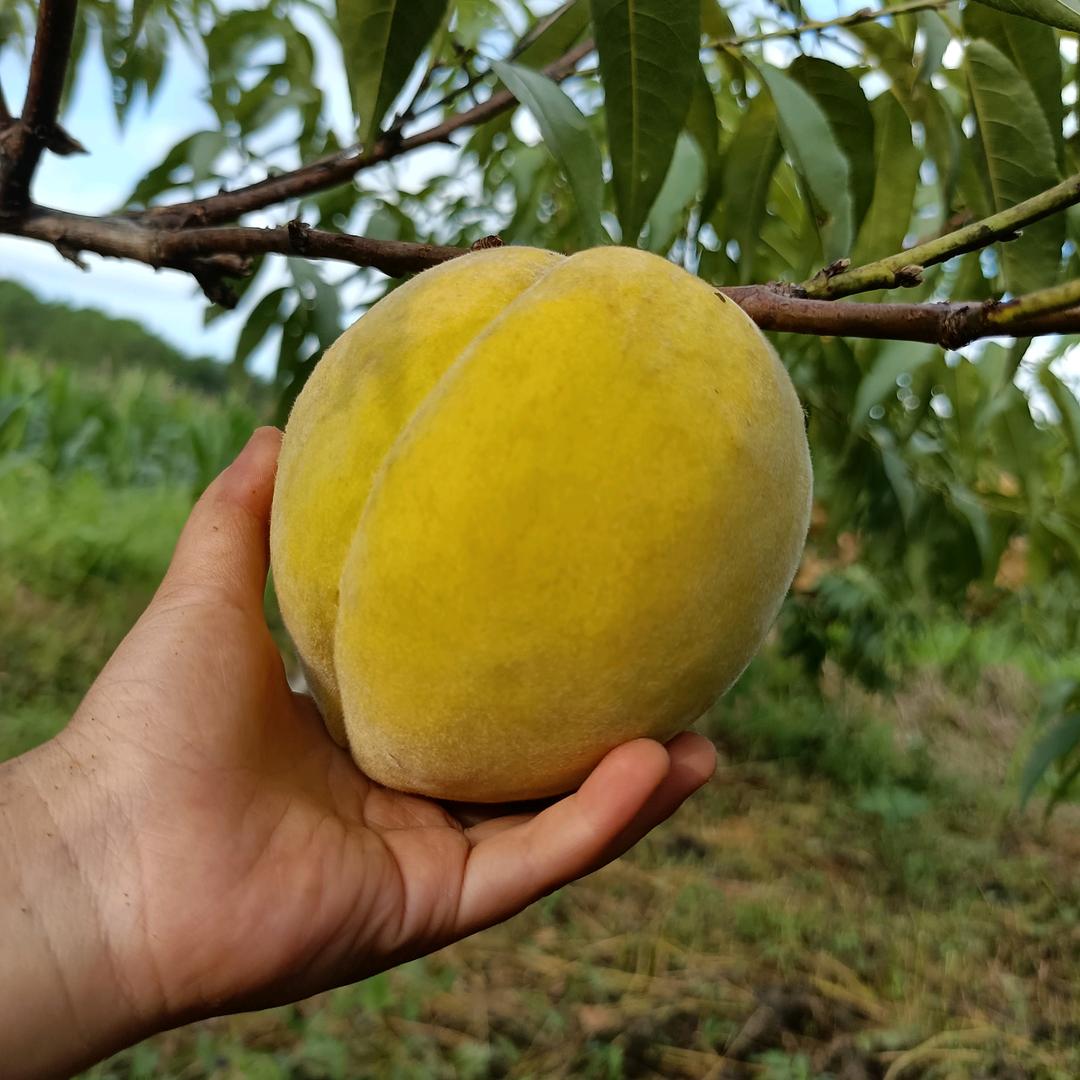 万学种植场