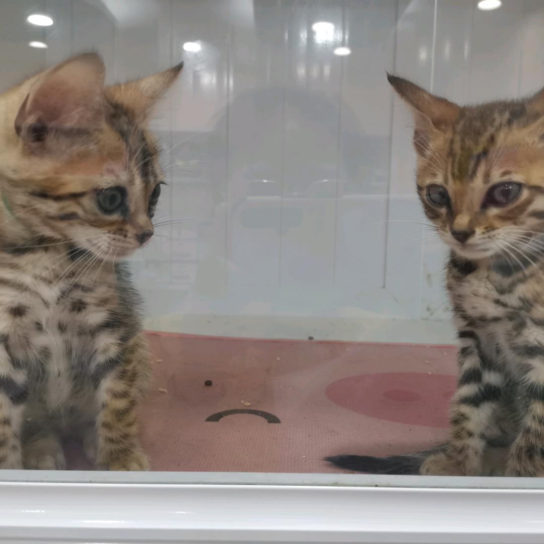 橙子和柚子一起逃跑