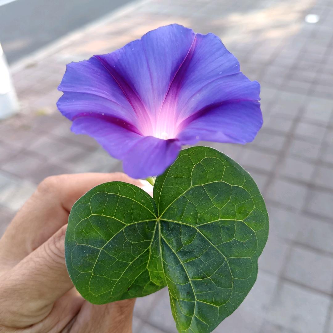 🔥（随缘）🔥明天会更好