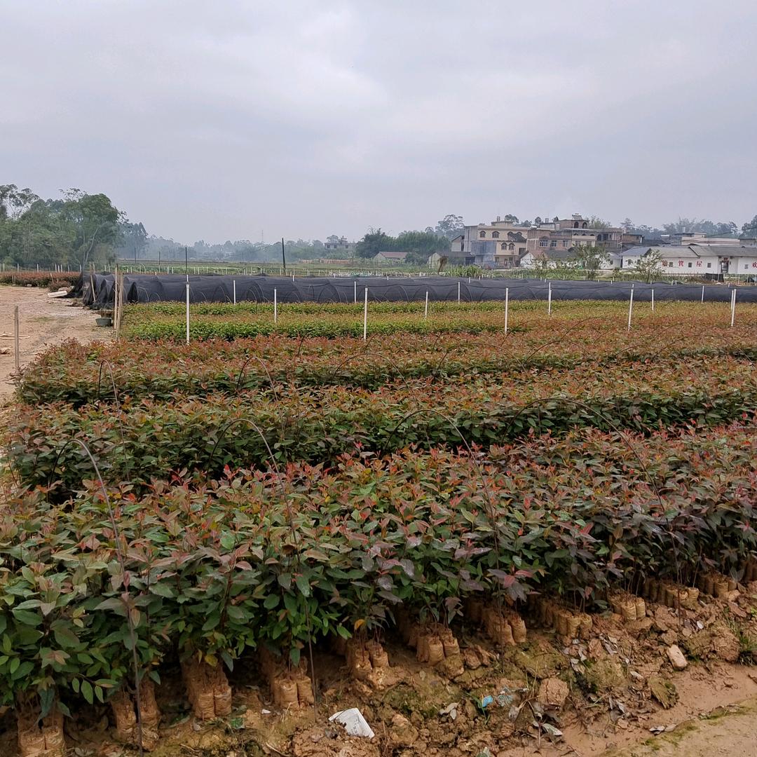 博白老广九花皮广九苗场