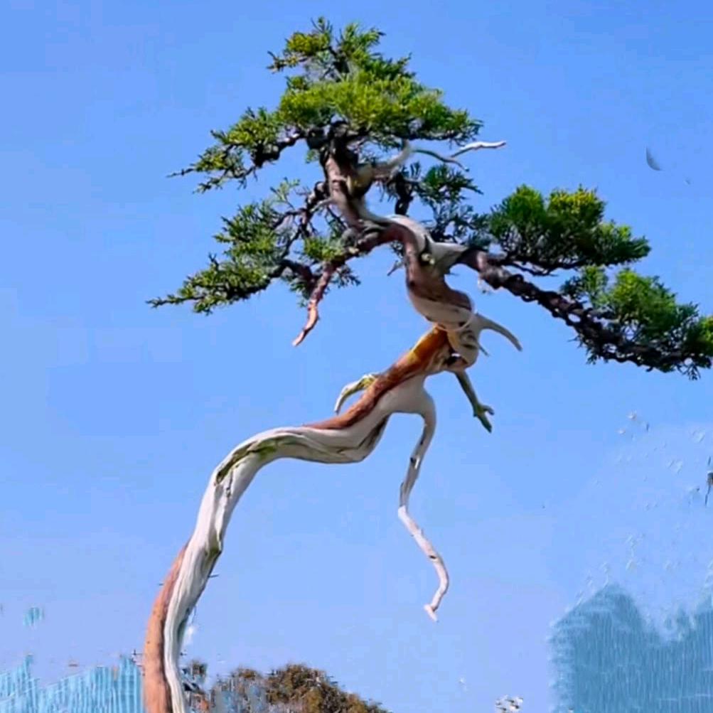 永哥带你看盆景