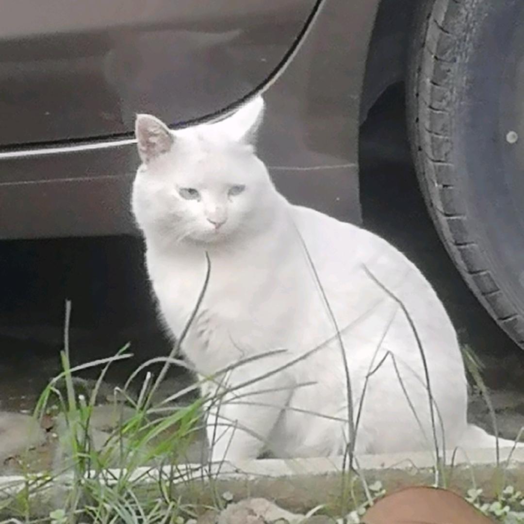 如水年华