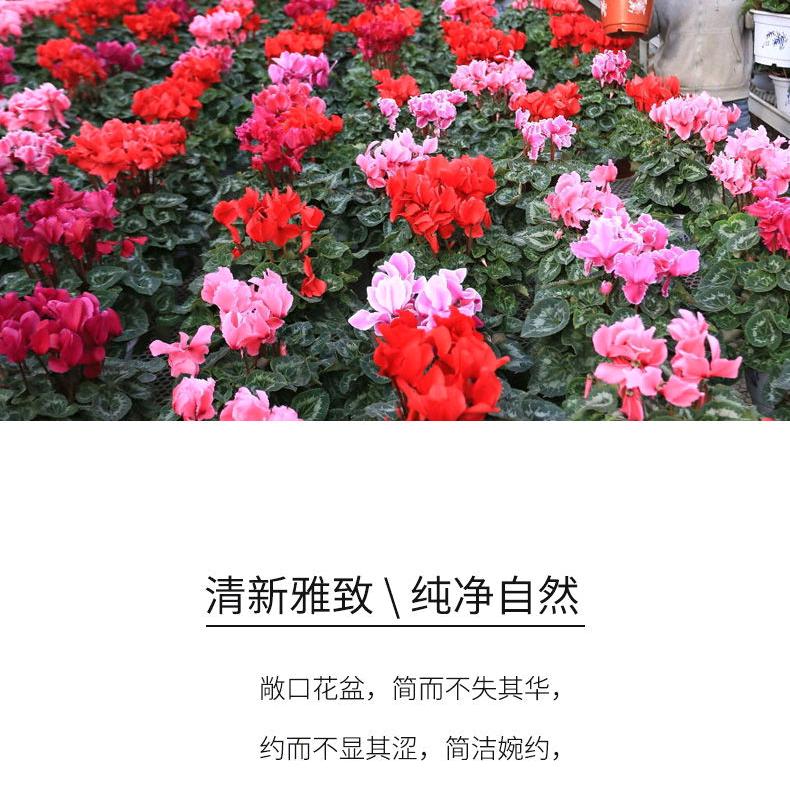 寒露露