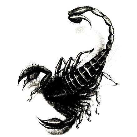 蝎子🦂