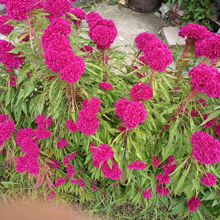 成全&