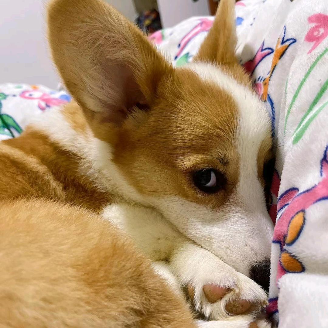 小飞棍来喽🐶