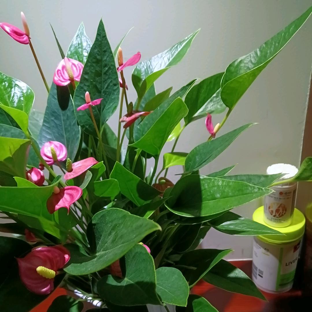 安然无恙