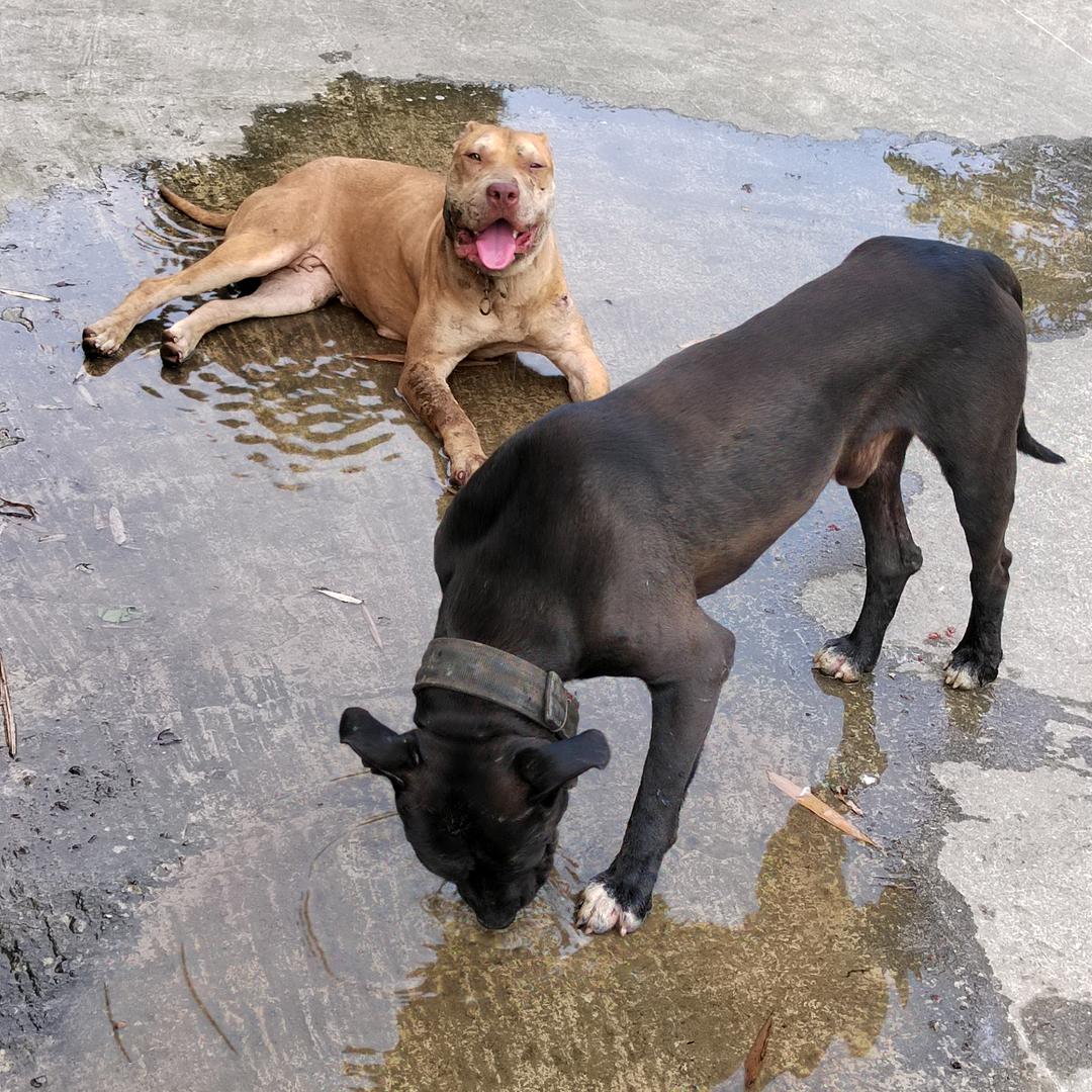 华哥（幽灵犬舍）