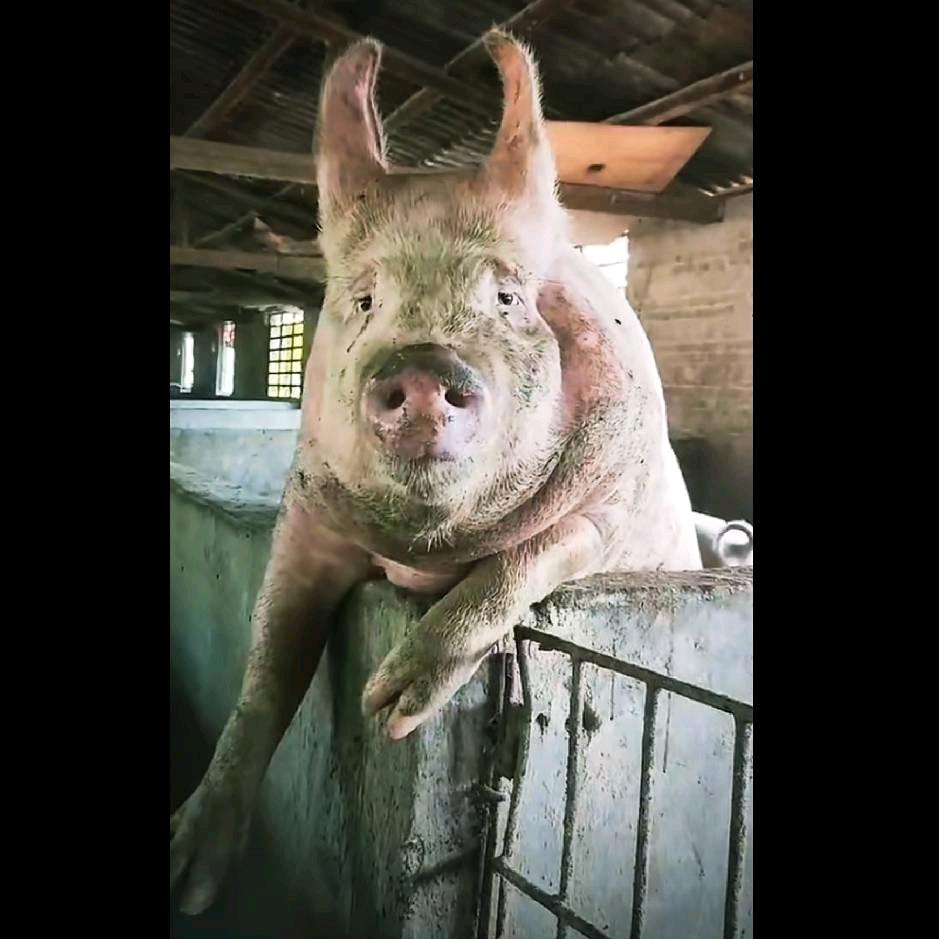 中年秃顶国字脸