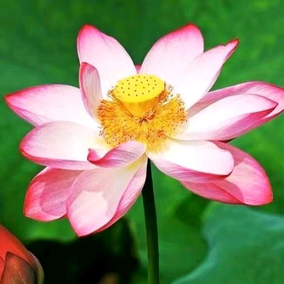 百花果