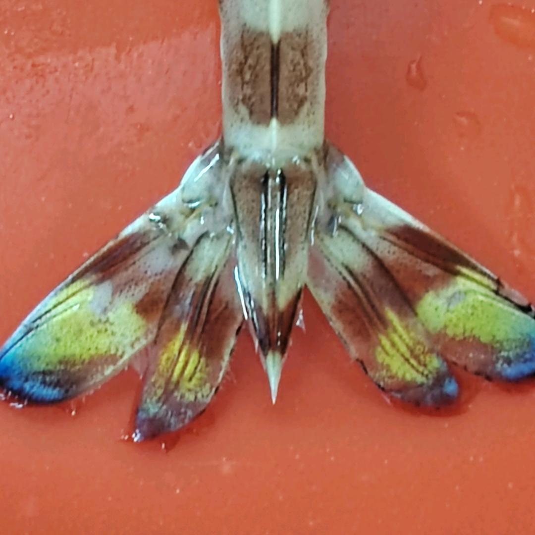 ｛᭄ꦿネФ沩╰尓葑芯鎖嫒イω↗