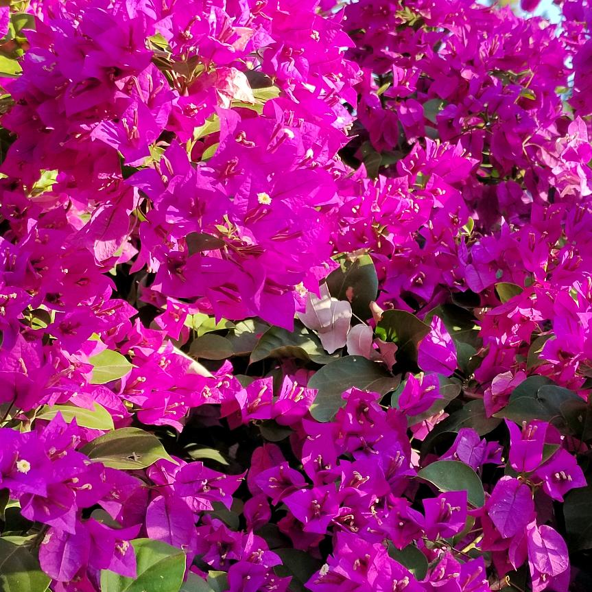 花语阅读