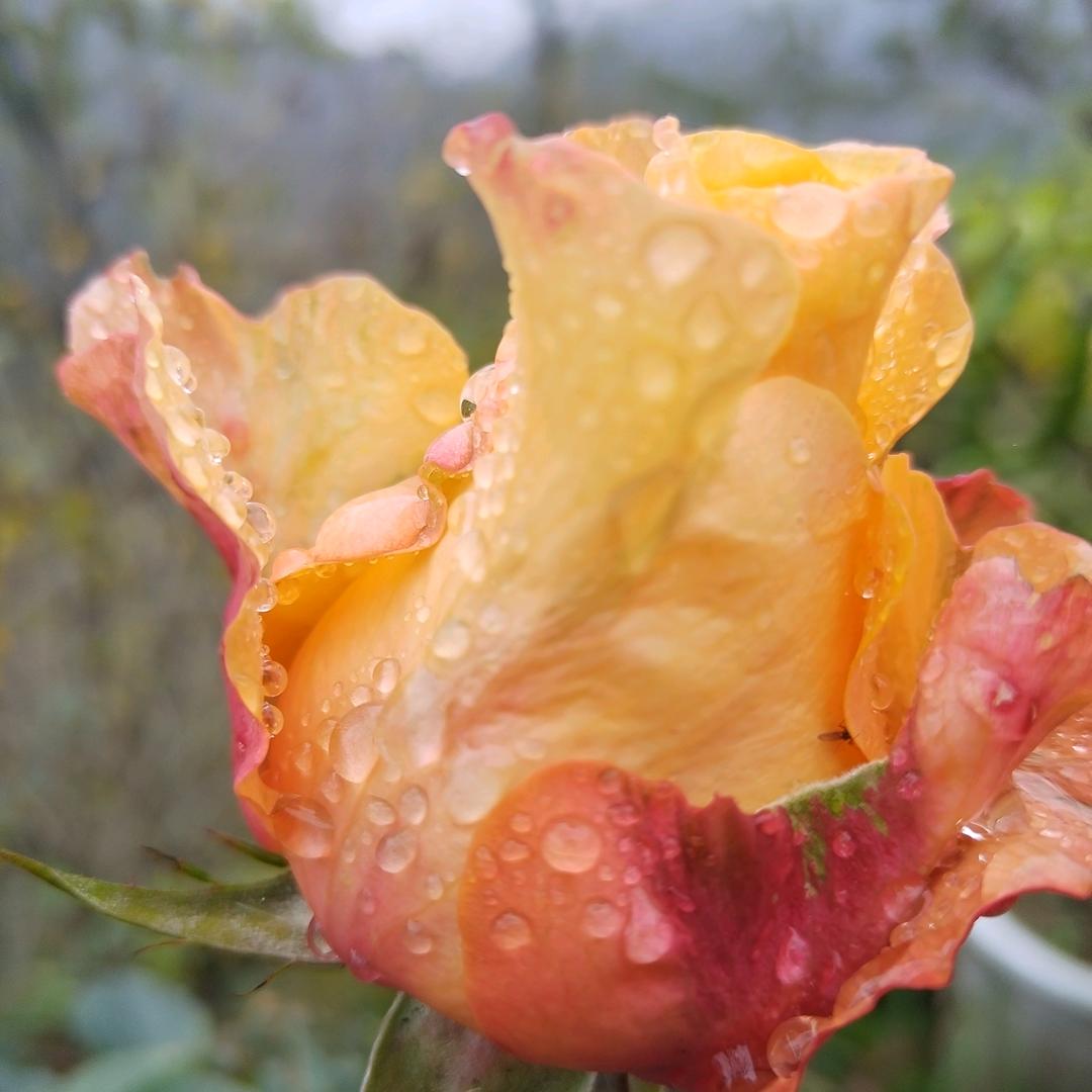 天使的翅膀🧚‍♀️