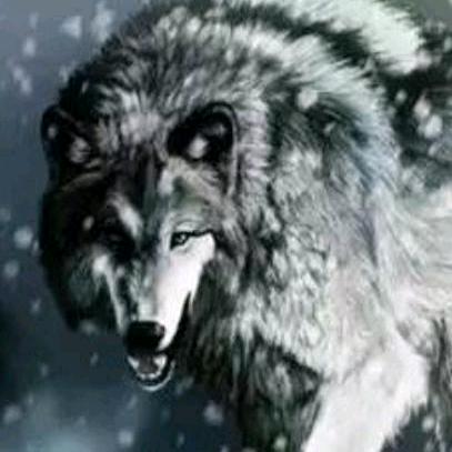 (๑‾᷅^‾᷅๑) 独狼🐺