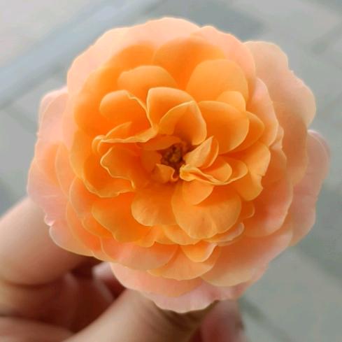 ꧁雨落♥花瓣꧂