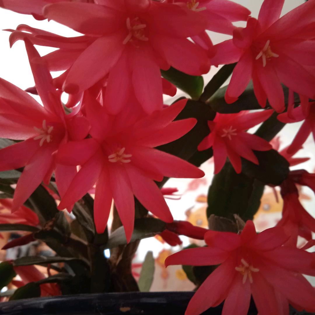 开心快乐每一天🌷